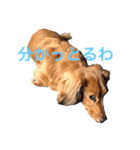 犬たちlmkcnj（個別スタンプ：13）