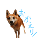 犬たちlmkcnj（個別スタンプ：14）