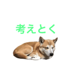 犬たちlmkcnj（個別スタンプ：15）