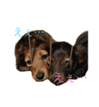 犬たちlmkcnj（個別スタンプ：16）