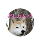 ごきげん柴犬・2（個別スタンプ：4）