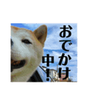 ごきげん柴犬・2（個別スタンプ：7）