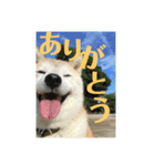 ごきげん柴犬・2（個別スタンプ：12）