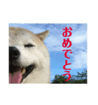 ごきげん柴犬・2（個別スタンプ：13）