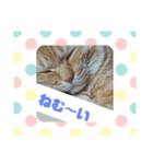 茶トラねこのがくちゃん（個別スタンプ：7）