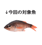 お魚図鑑『クロホシイシモチ』釣りでみる魚（個別スタンプ：1）