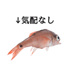 お魚図鑑『クロホシイシモチ』釣りでみる魚（個別スタンプ：3）