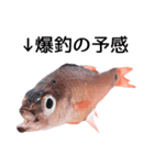 お魚図鑑『クロホシイシモチ』釣りでみる魚（個別スタンプ：4）