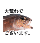 お魚図鑑『クロホシイシモチ』釣りでみる魚（個別スタンプ：6）