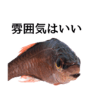お魚図鑑『クロホシイシモチ』釣りでみる魚（個別スタンプ：10）