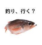 お魚図鑑『クロホシイシモチ』釣りでみる魚（個別スタンプ：11）