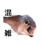 お魚図鑑『クロホシイシモチ』釣りでみる魚（個別スタンプ：14）