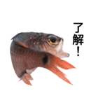 お魚図鑑『クロホシイシモチ』釣りでみる魚（個別スタンプ：29）