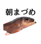 お魚図鑑『クロホシイシモチ』釣りでみる魚（個別スタンプ：31）