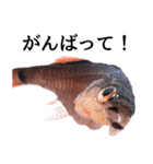 お魚図鑑『クロホシイシモチ』釣りでみる魚（個別スタンプ：35）