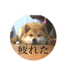 柴犬 疾風（個別スタンプ：13）