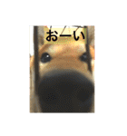 柴犬 疾風（個別スタンプ：21）