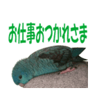 いつでも さざなみインコ 5（個別スタンプ：3）