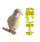 いつでも さざなみインコ 5（個別スタンプ：8）