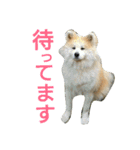 もふもふ秋田犬モコの日常（個別スタンプ：17）