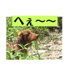 愛犬タイロン2（個別スタンプ：4）