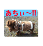 愛犬タイロン2（個別スタンプ：8）