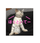 りんちゃん猫（個別スタンプ：11）