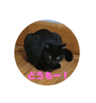 黒猫兄弟（個別スタンプ：5）