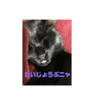 黒猫兄弟（個別スタンプ：7）