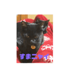 黒猫兄弟（個別スタンプ：10）