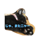 黒猫兄弟（個別スタンプ：14）