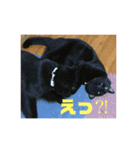 黒猫兄弟（個別スタンプ：18）