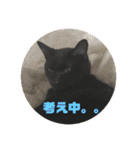 黒猫兄弟（個別スタンプ：23）