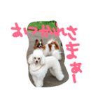 パピヨン犬とトイプードル（個別スタンプ：2）