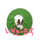 パピヨン犬とトイプードル（個別スタンプ：26）