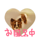 パピヨン犬とトイプードル（個別スタンプ：36）