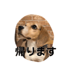 ビーグル犬よつばちゃん 1（個別スタンプ：1）