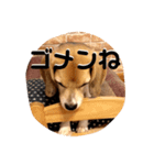 ビーグル犬よつばちゃん 1（個別スタンプ：2）