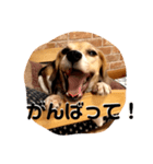 ビーグル犬よつばちゃん 1（個別スタンプ：3）