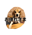 ビーグル犬よつばちゃん 1（個別スタンプ：5）
