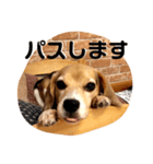 ビーグル犬よつばちゃん 1（個別スタンプ：6）