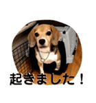 ビーグル犬よつばちゃん 1（個別スタンプ：7）