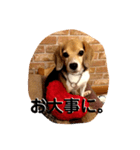 ビーグル犬よつばちゃん 1（個別スタンプ：14）