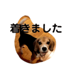 ビーグル犬よつばちゃん 1（個別スタンプ：15）