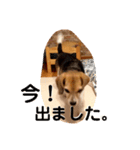 ビーグル犬よつばちゃん 1（個別スタンプ：16）