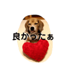 ビーグル犬よつばちゃん 1（個別スタンプ：18）