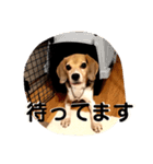 ビーグル犬よつばちゃん 1（個別スタンプ：21）