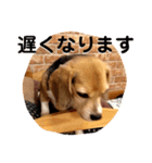 ビーグル犬よつばちゃん 1（個別スタンプ：22）