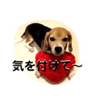 ビーグル犬よつばちゃん 1（個別スタンプ：23）