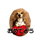 ビーグル犬よつばちゃん 1（個別スタンプ：26）